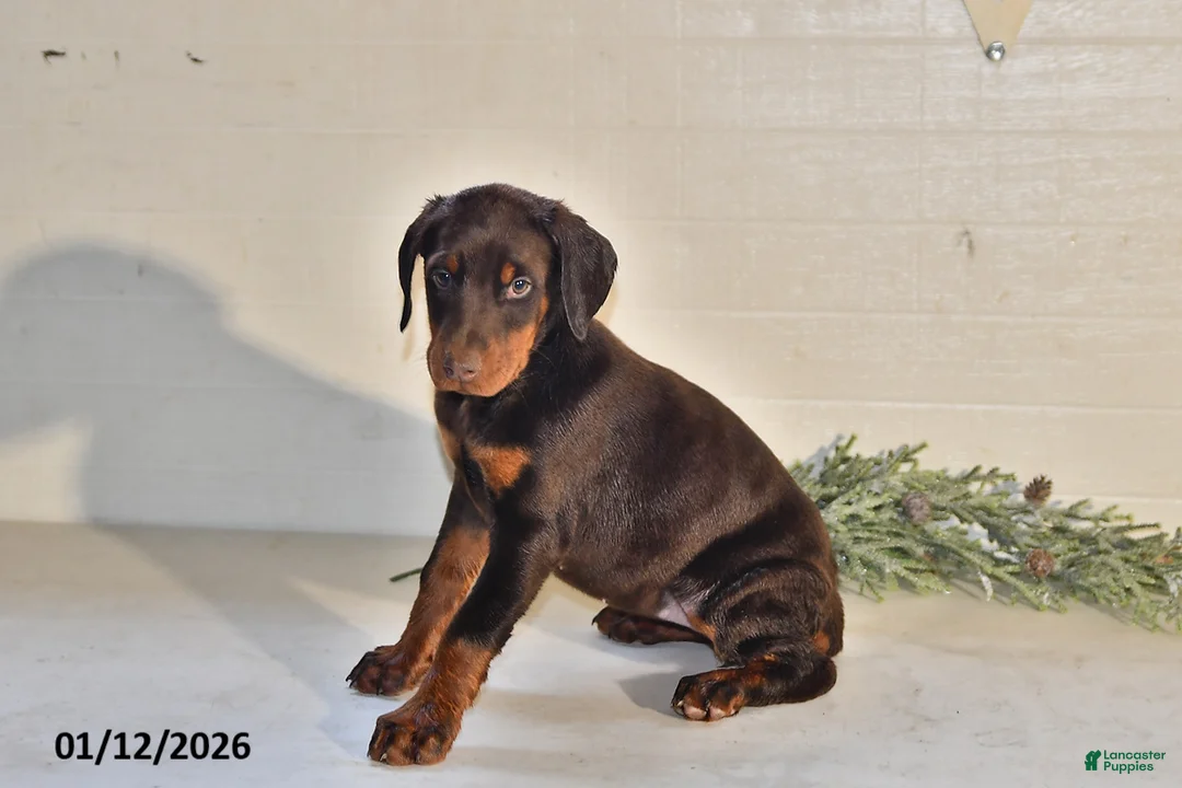 Doberman Pinscher dogs for sale: Daisy - Ad 4