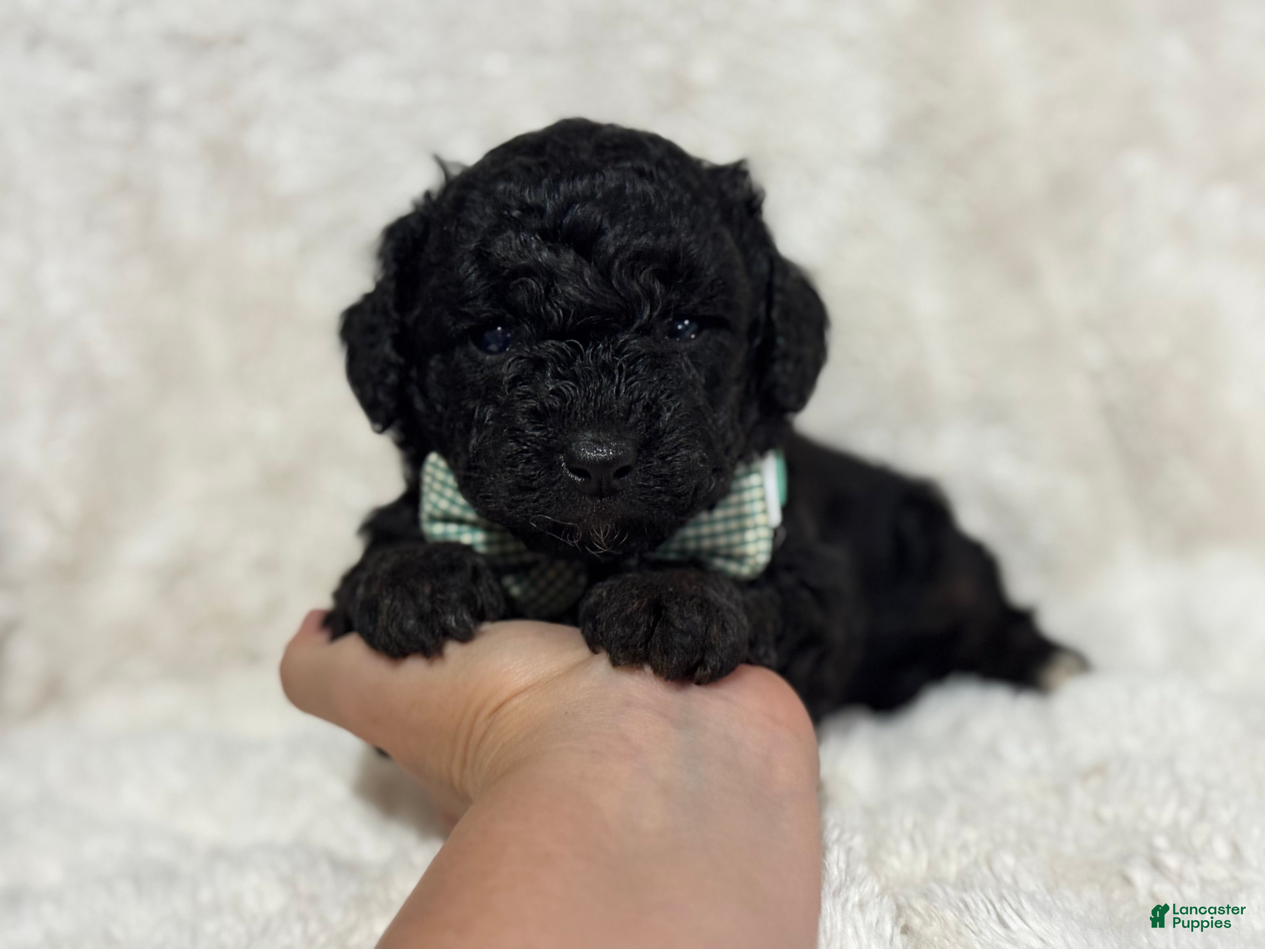 Mini Aussiedoodle dogs Oscar - Ad 6