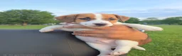 Jack Russell Terrier dogs for sale: Jack Russell Terrier 2 - Ad 6