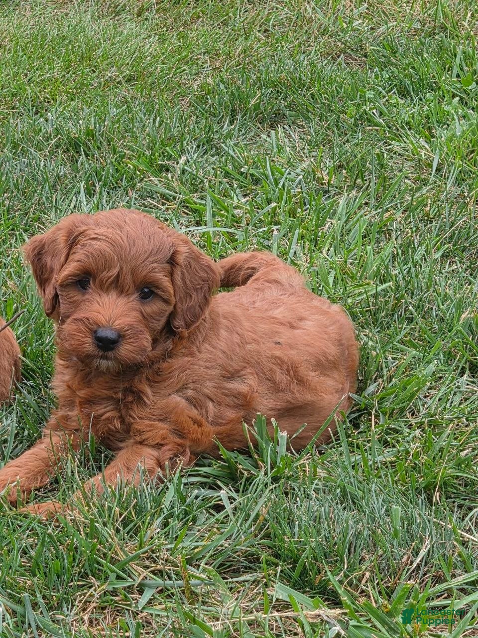 Mini Goldendoodle dogs Lucy - Ad 2