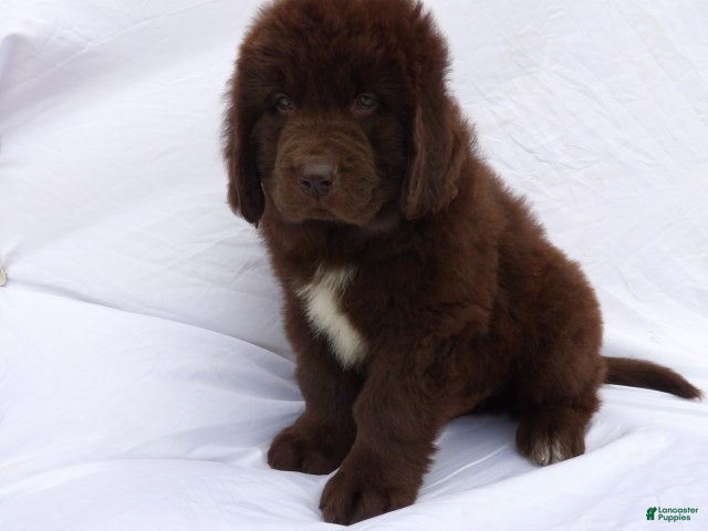 Newfoundland dogs Bear - Ad 2