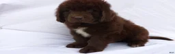 Newfoundland dogs for sale: Bear - Ad 2