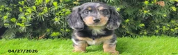 Miniature Dachshund dogs for sale: Princess - Ad 3
