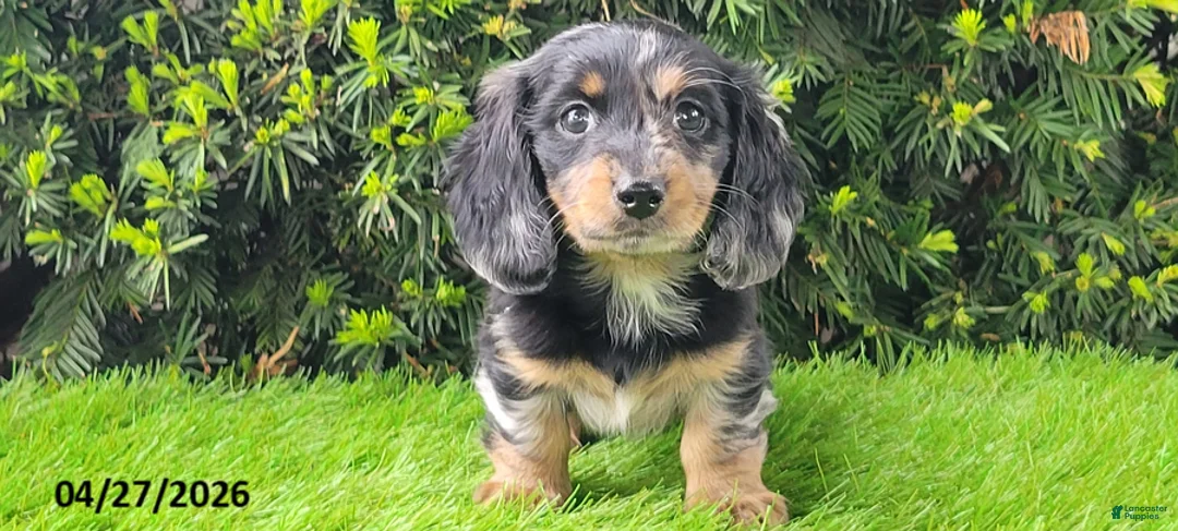 Miniature Dachshund dogs for sale: Princess - Ad 3