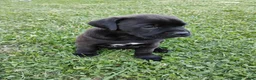 Boxador dogs for sale: Daisy - Ad 13