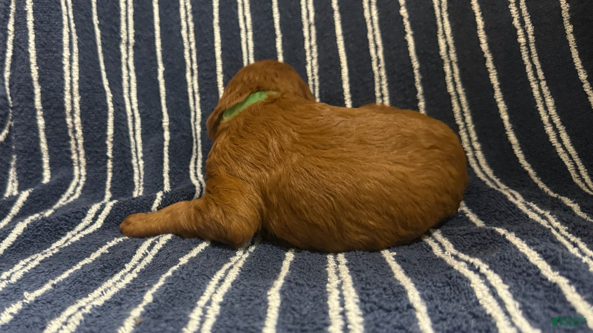 Goldendoodle dogs 💚 Mr. Green - Ad 1