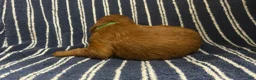 Goldendoodle dogs for sale: 💚 Mr. Green - Ad 1