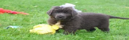 Newfoundland dogs for sale: Ulyssa - Ad 5