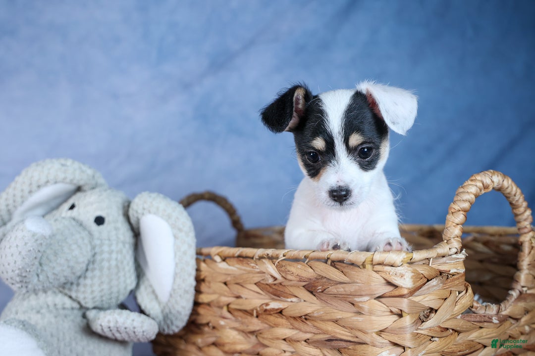 Chipoo dogs for sale: Kisses - Ad 8