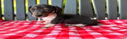 Miniature Dachshund dogs for sale: Violet - Ad 2