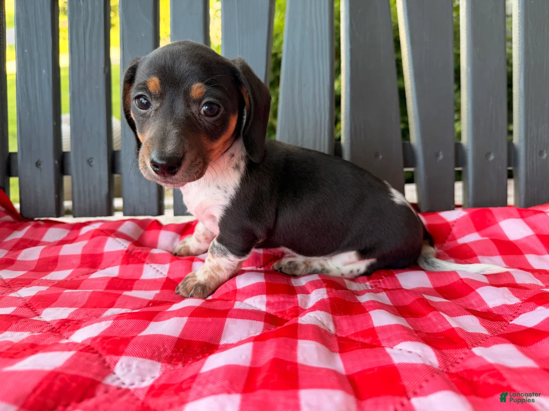 Miniature Dachshund dogs for sale: Violet - Ad 2