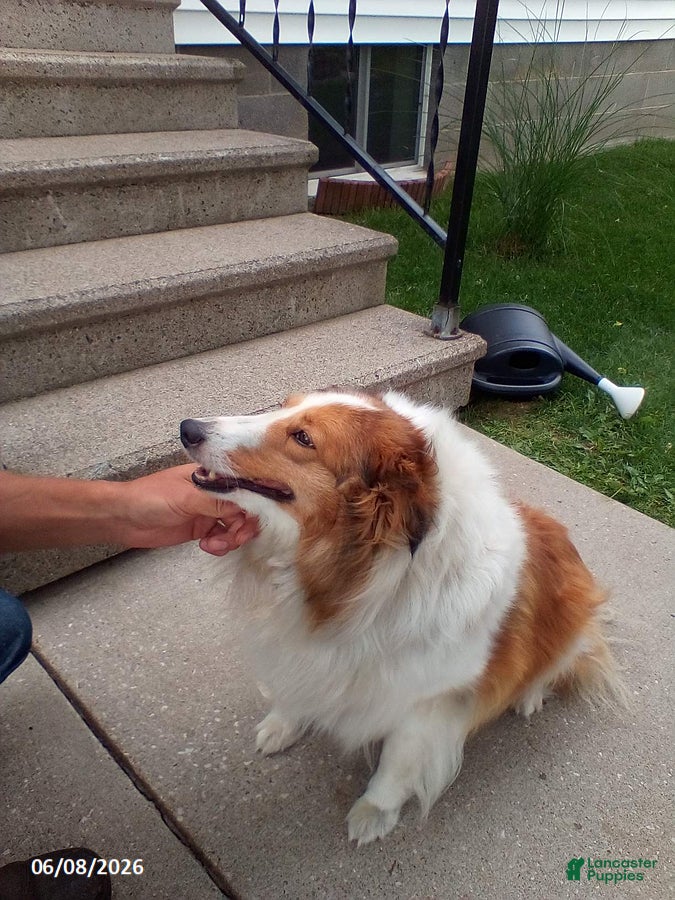 Shetland Sheepdog dogs Daisy - Ad 2