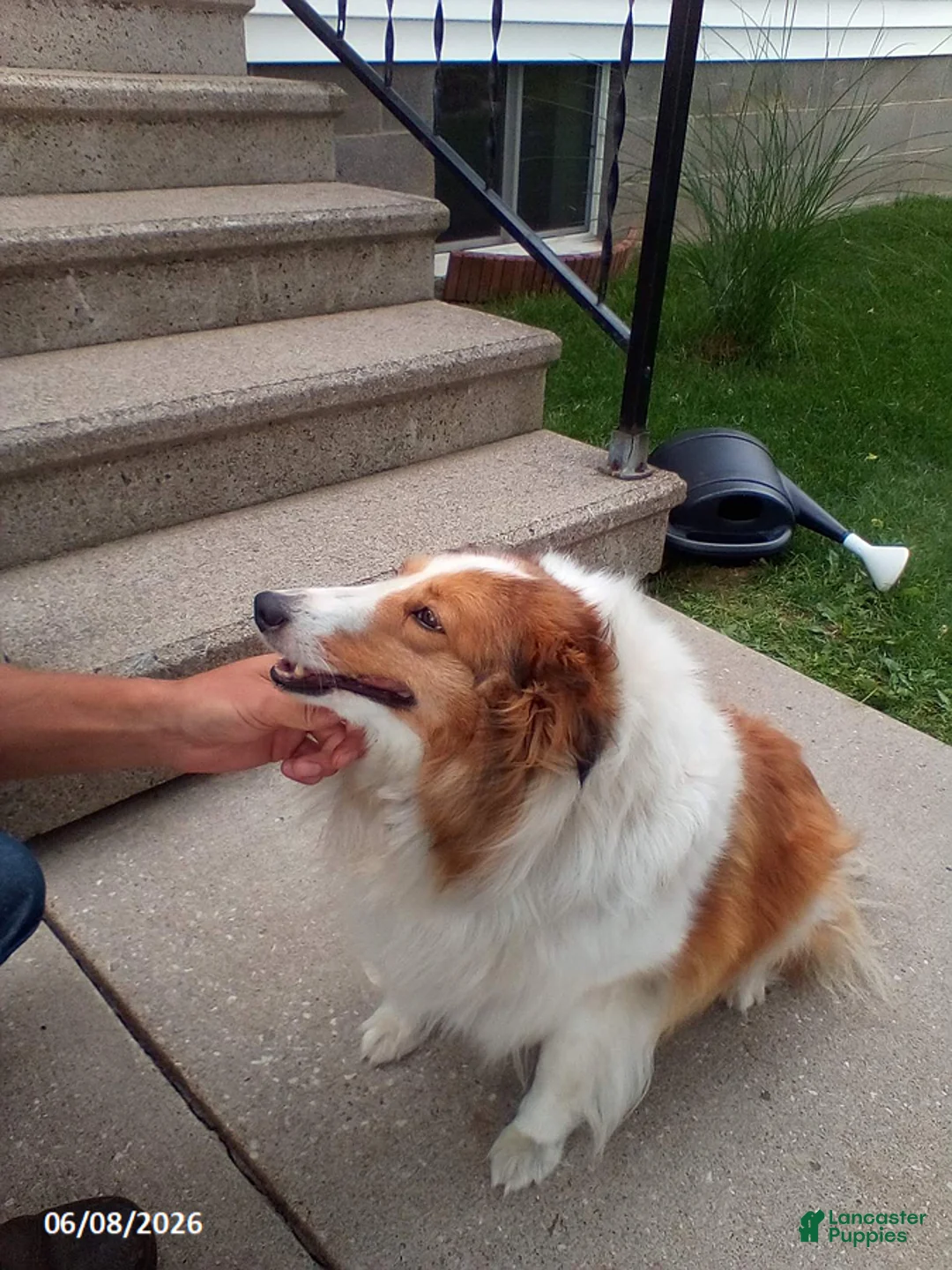 Shetland Sheepdog dogs for sale: Daisy - Ad 2
