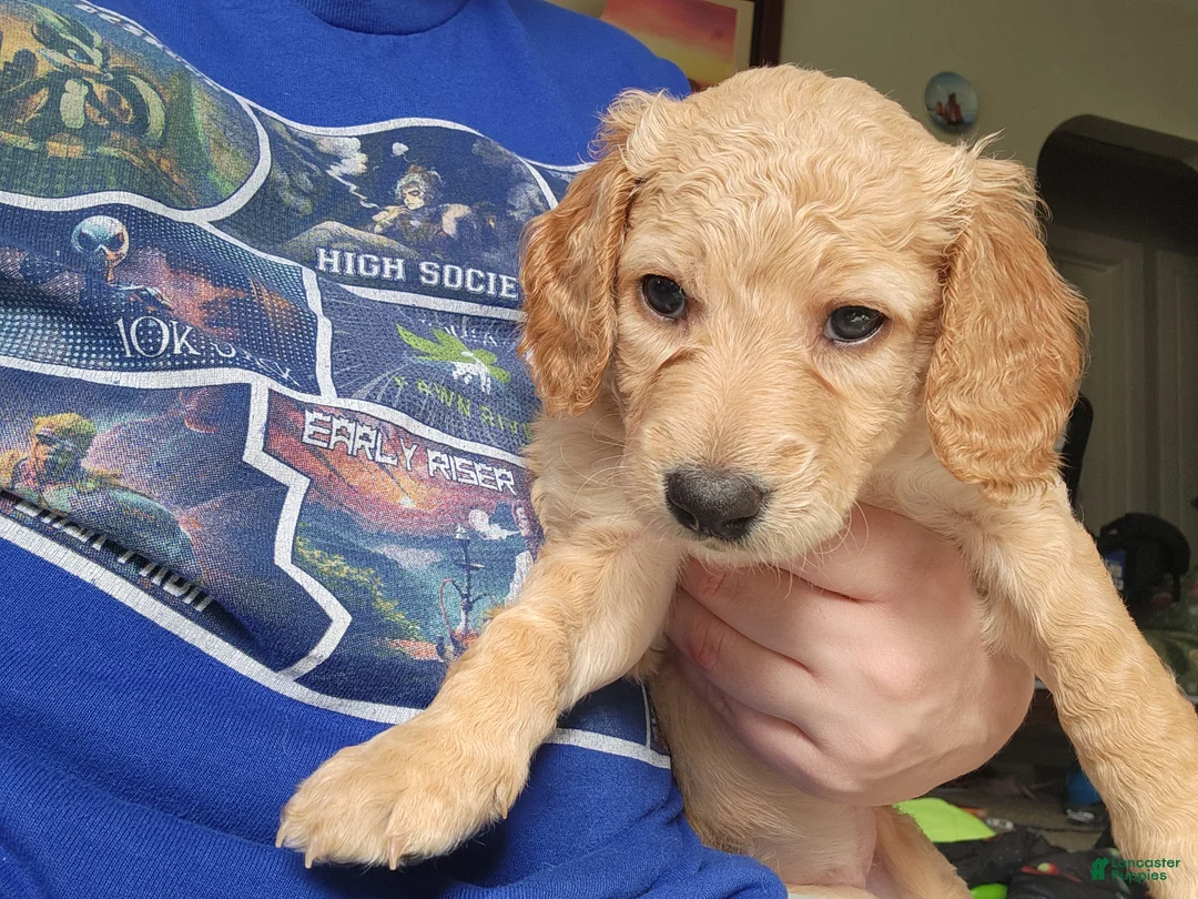 Goldendoodle dogs for sale: Goldendoodle Puppy pink girl - Ad 1