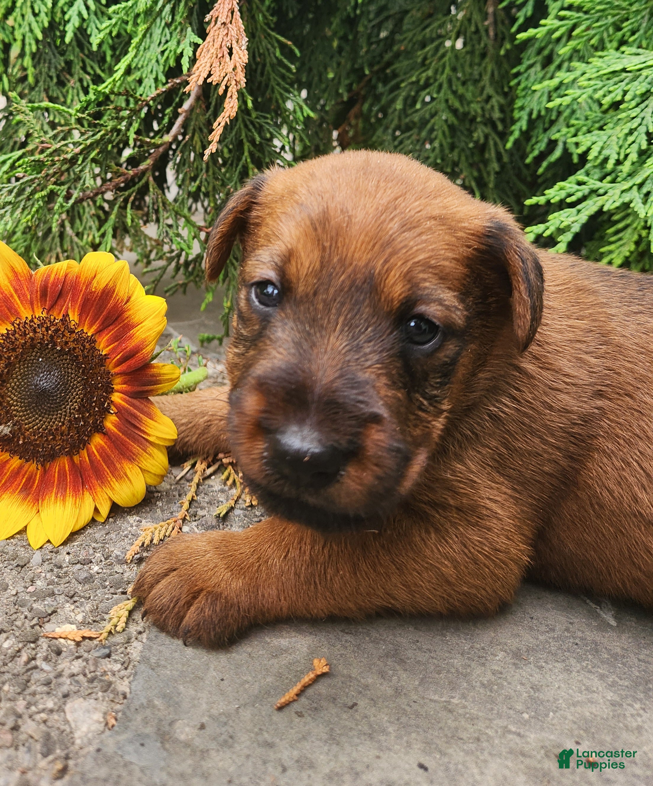 Irish Terrier dogs Rex - Ad 1