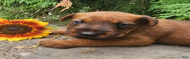 Rex