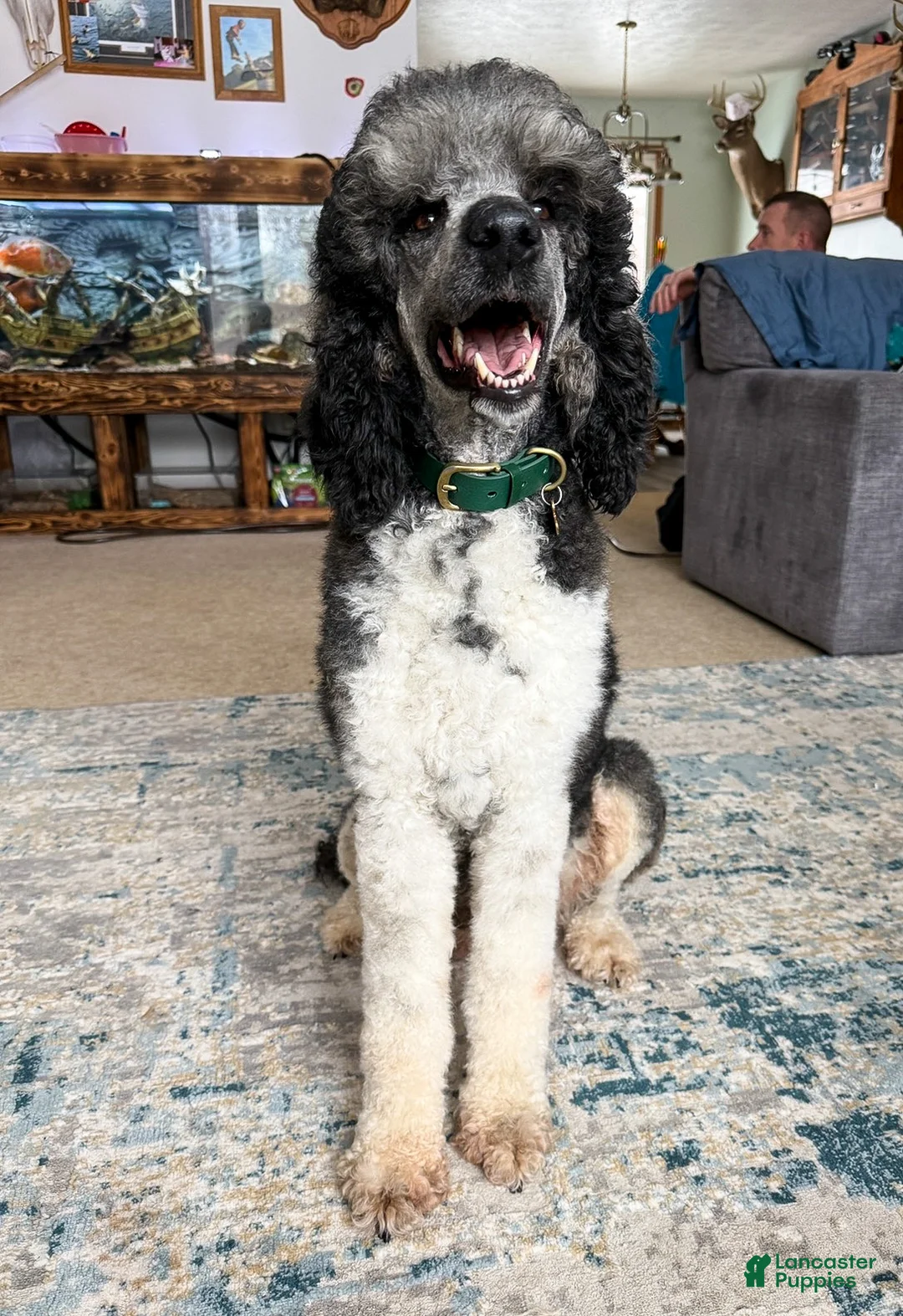 Standard Poodle dogs for sale: Josie AKC INTACT - Ad 2