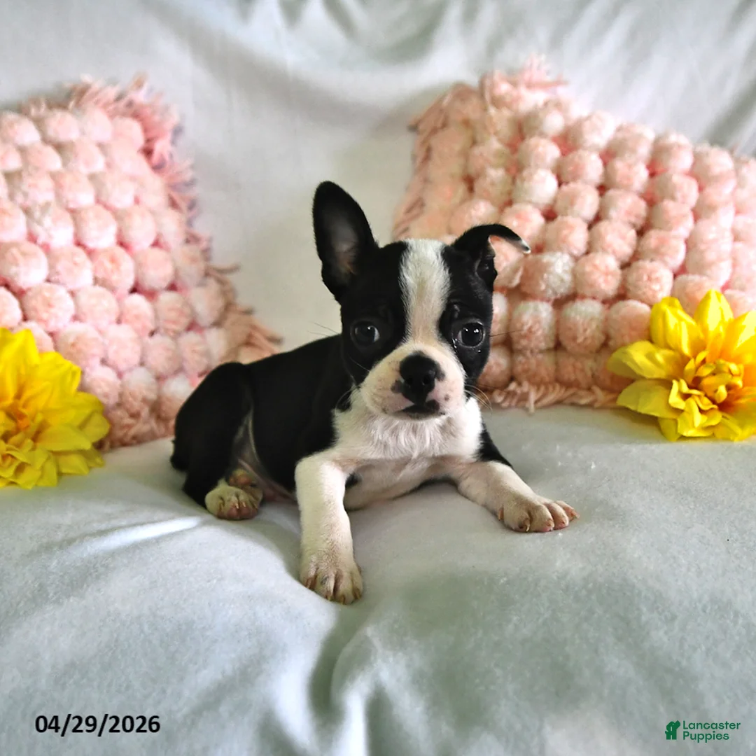 Boston Terrier dogs for sale: Dover - Ad 2