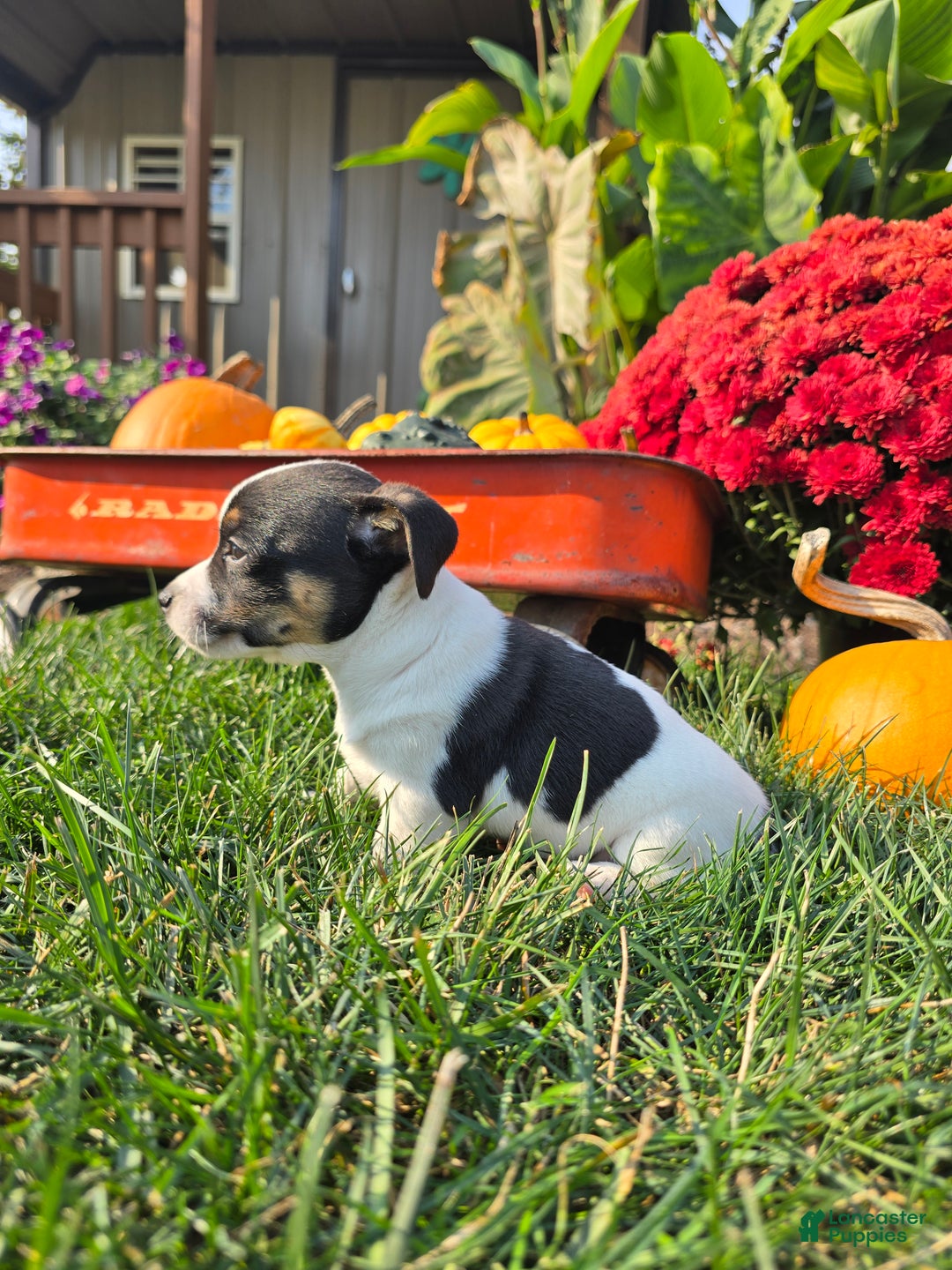 Jack Russell Terrier dogs for sale: Tootsie  - Ad 3