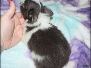 Chihuahua dogs - Ad 26