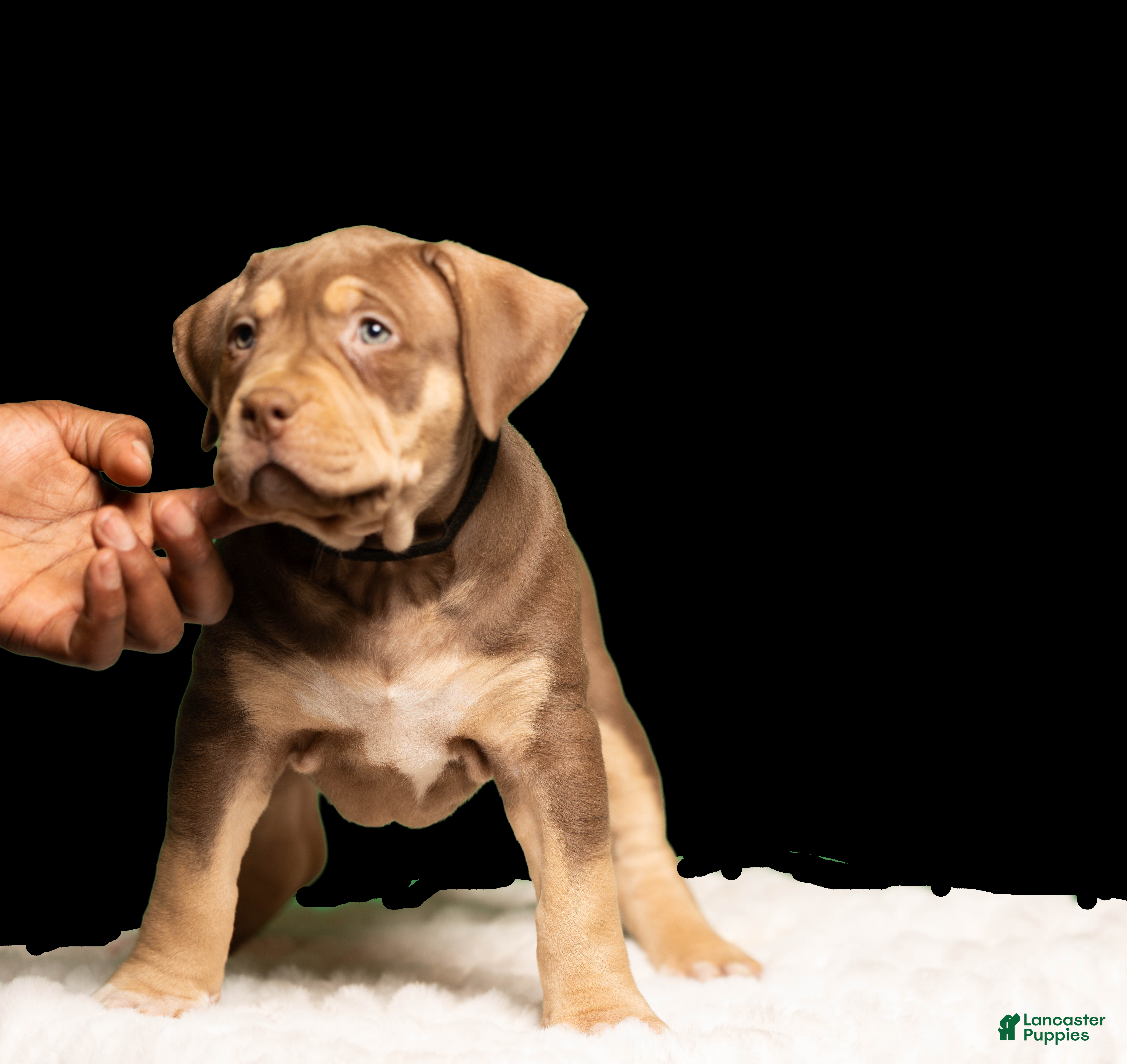 American Bully dogs  Puppy 3 - Ad 28