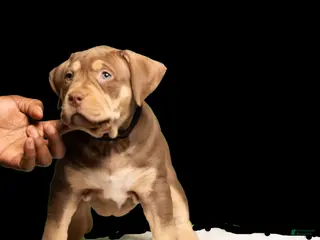 American Bully dogs for sale: Puppy 3 - Ad 1