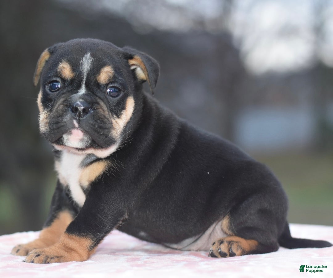 Mixed Breed dogs for sale: Emma tricolor hybrid  - Ad 2