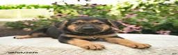 German Shepherd dogs for sale: Leo  - Ad 3