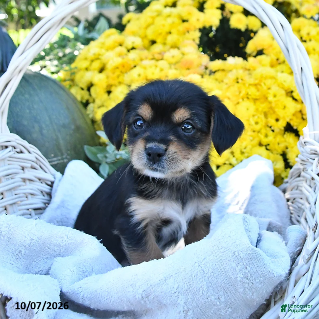 Mixed Breed dogs for sale: Charlie - Ad 2