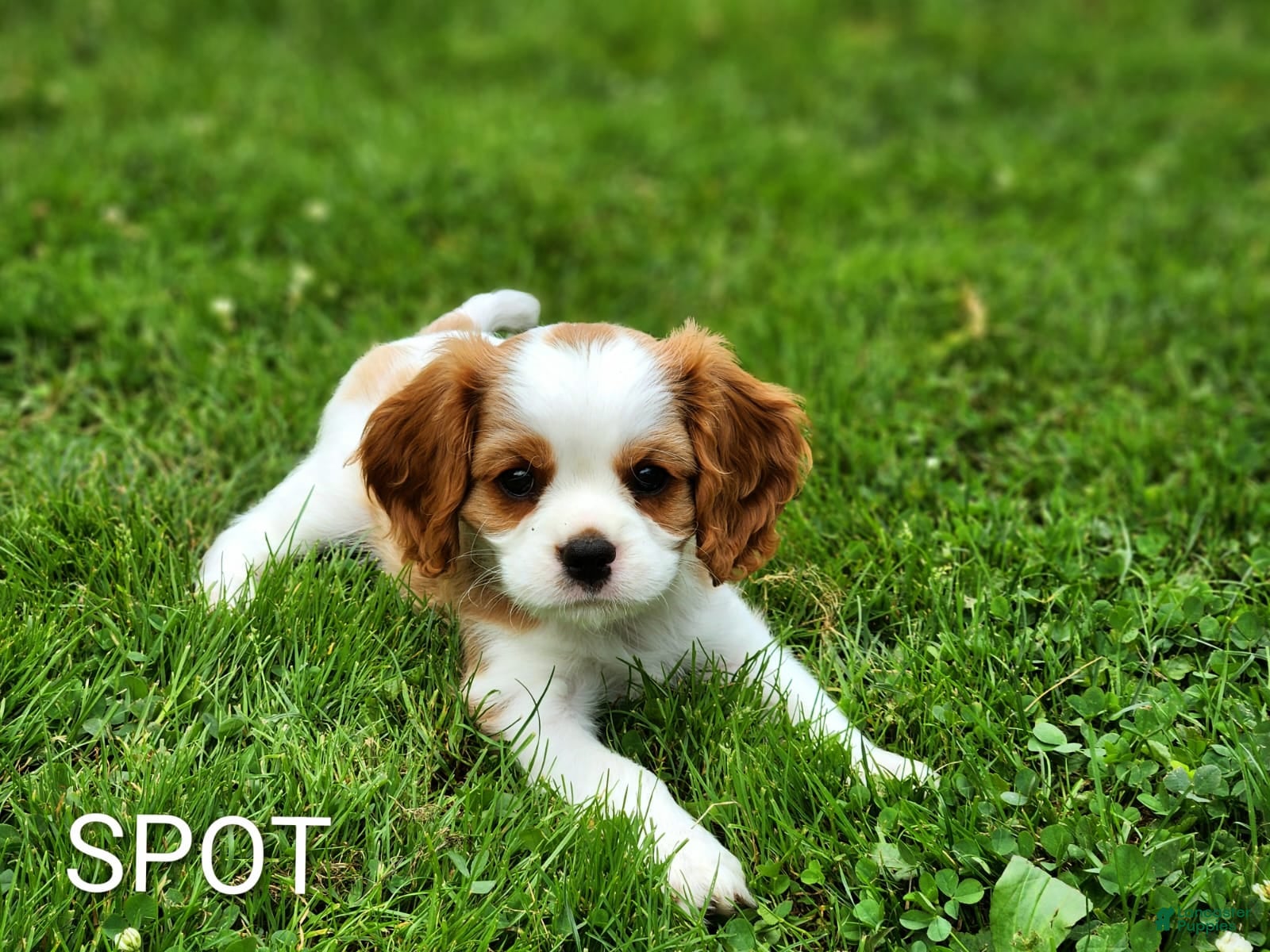 Cavalier King Charles Spaniel dogs Spot - Ad 2