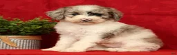 Mini Sheepadoodle dogs for sale: Charlie - Ad 2