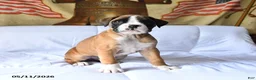 Boxer dogs for sale: Bentley - Ad 4