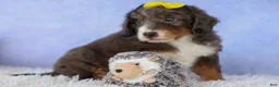 Mini Bernedoodle dogs for sale: Jasper 🐾 🦴 - Ad 14