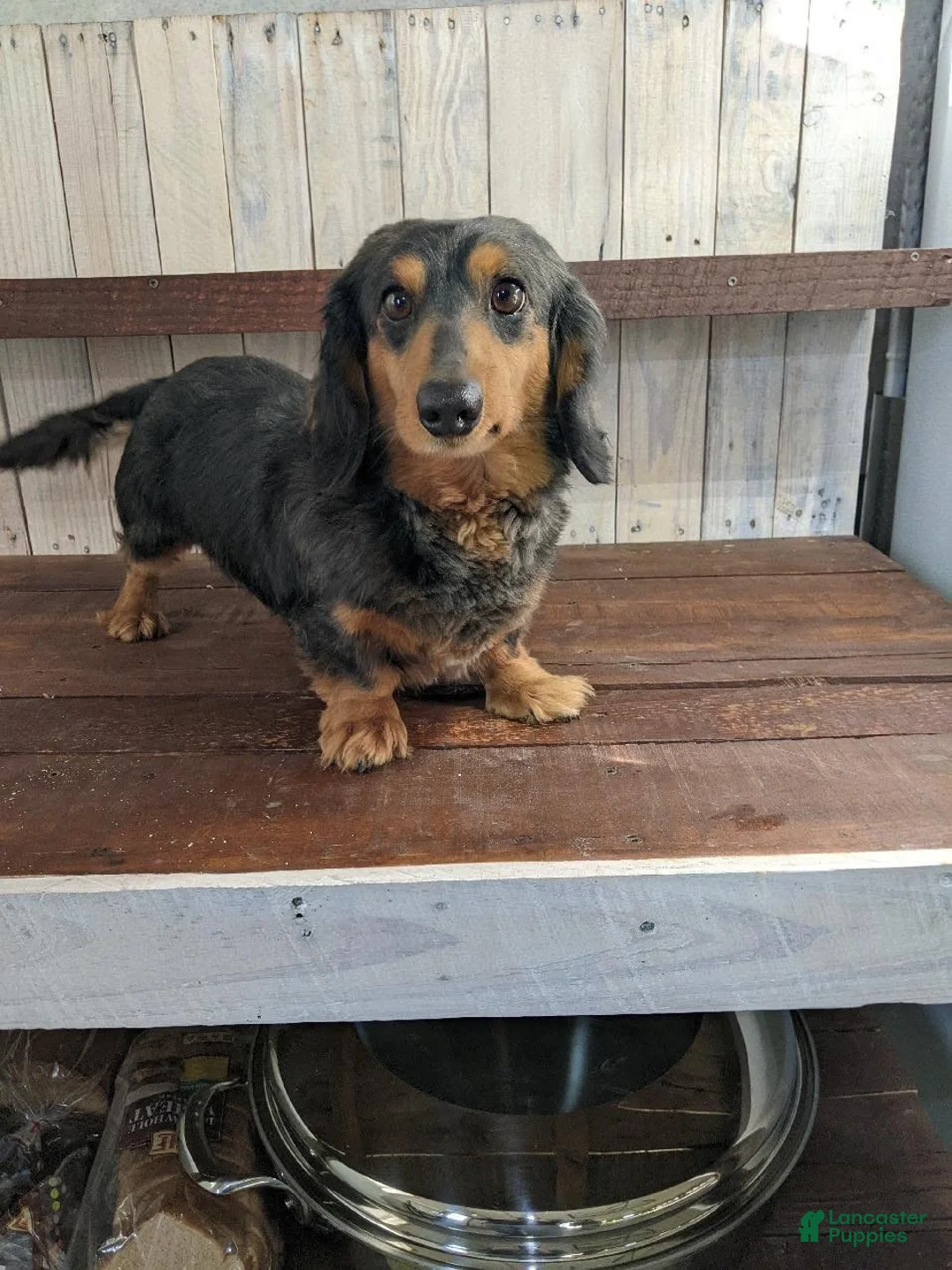 Miniature Dachshund dogs for sale: Macintosh Miniature Dachshund  - Ad 9