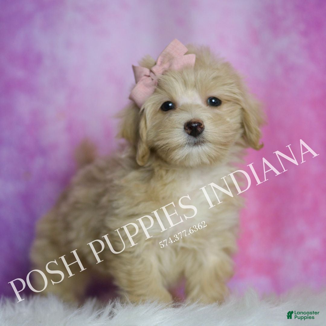 Maltipoo dogs for sale: Peach - Ad 4