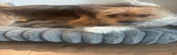 Shorkie dogs for sale: Shorkie Puppy 1 - Ad 5