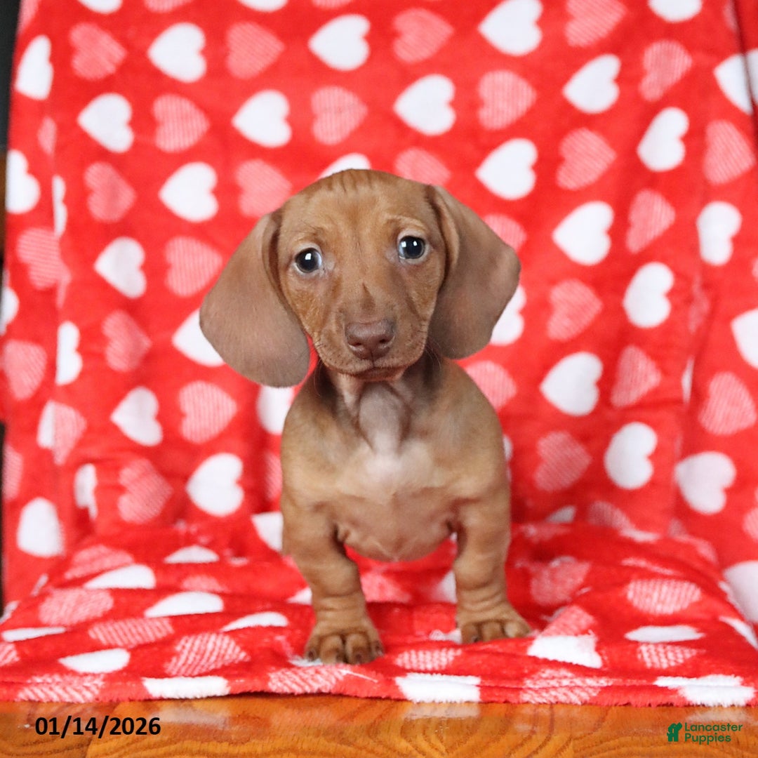 Miniature Dachshund dogs for sale: Jill - Ad 5