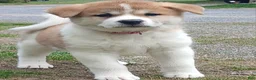 Akita dogs for sale: Cypress - Ad 6