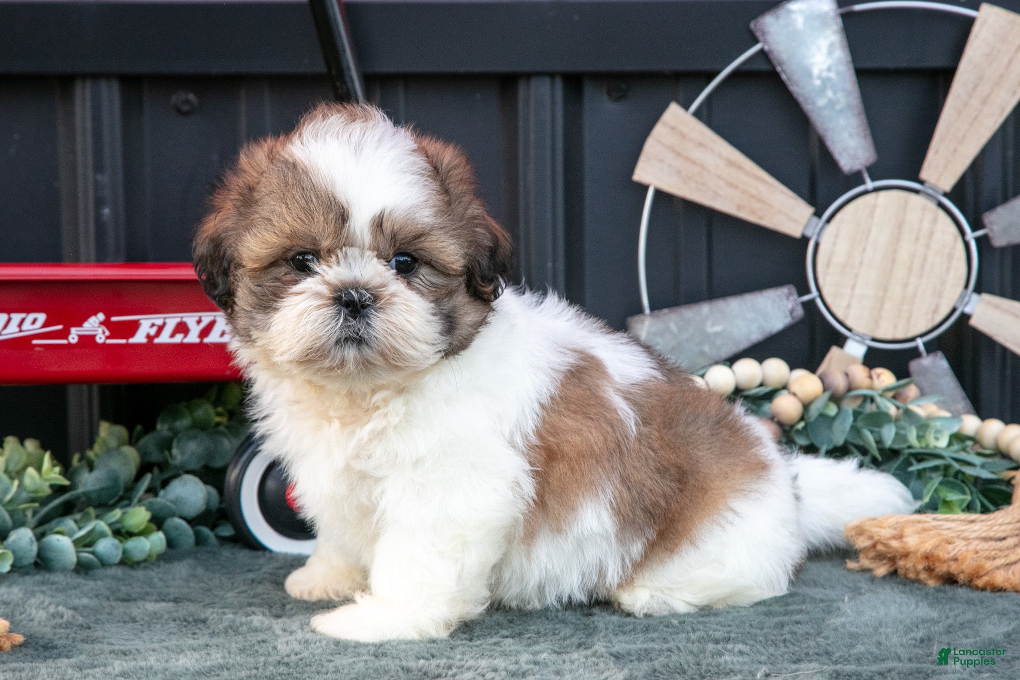 Shih Tzu dogs Cody - Ad 1