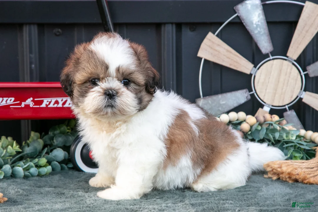 Shih Tzu dogs for sale: Cody - Ad 1
