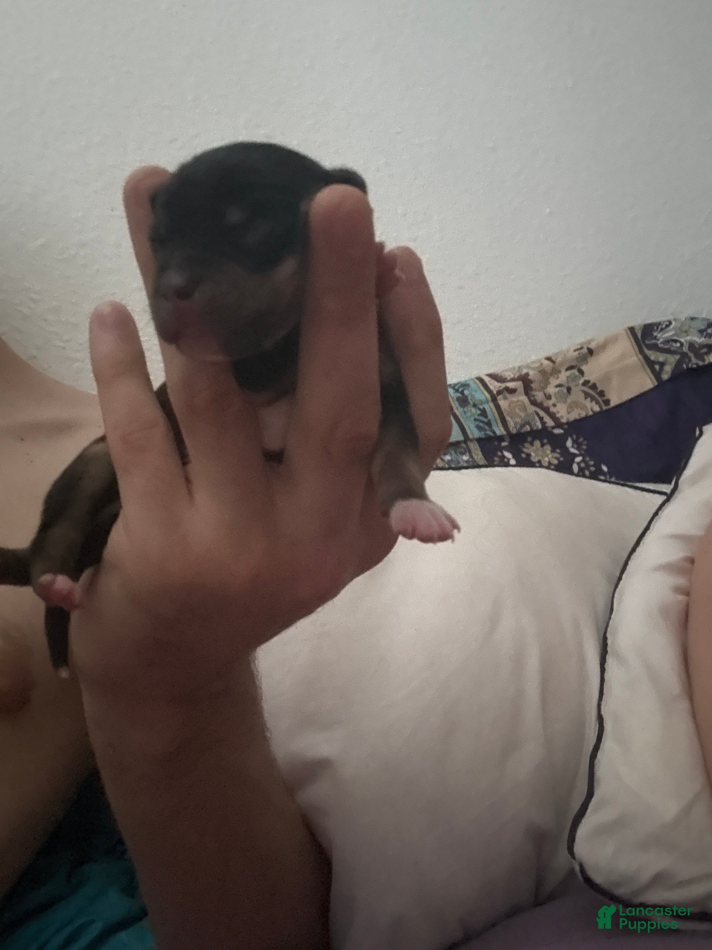 Mixed Breed dogs Mixed Breed Puppy 2 - Ad 38