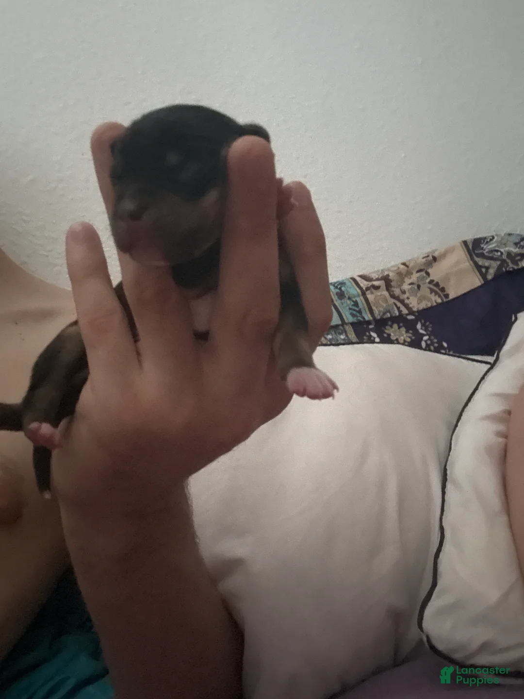 Mixed Breed dogs for sale: Mixed Breed Puppy 2 - Ad 1