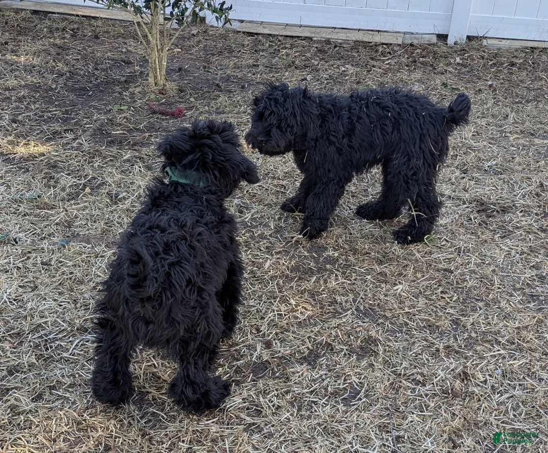 Whoodle dogs for sale: Green - Ad 8