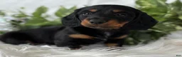 Miniature Dachshund dogs for sale: Sugar Gal Miniature Dachshund  - Ad 9