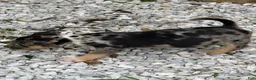American Bully dogs for sale: Saweetie - Ad 3