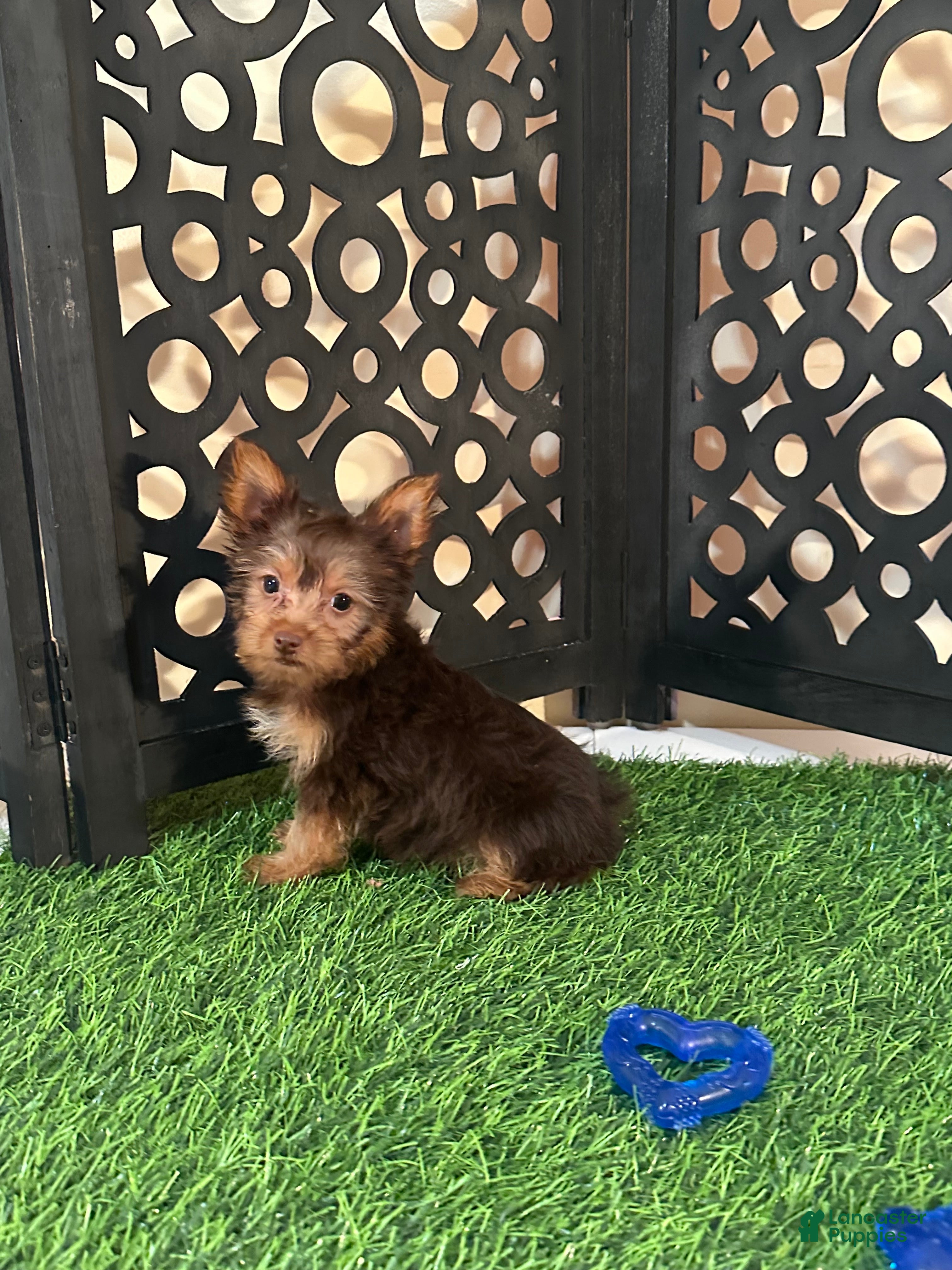 Yorkshire Terrier dogs Harry Spunky Loving Chocolate Yorkie - Ad 2