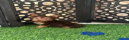 Yorkshire Terrier dogs for sale: Harry Spunky Loving Chocolate Yorkie - Ad 2