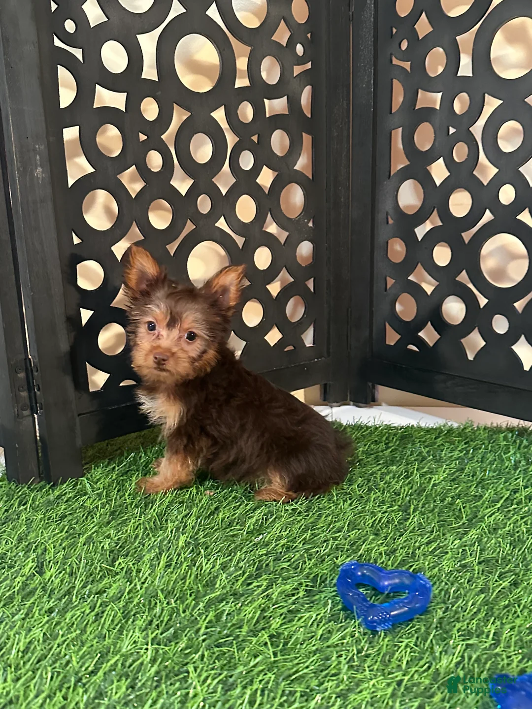 Yorkshire Terrier dogs for sale: Harry Spunky Loving Chocolate Yorkie - Ad 2