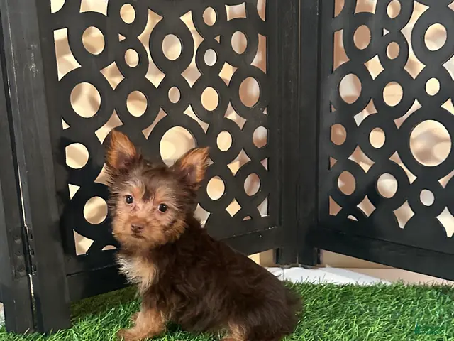 Yorkshire Terrier dogs for sale: Harry Spunky Loving Chocolate Yorkie - Ad 2