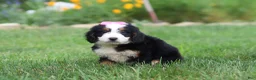 Mini Bernedoodle dogs for sale: Pixie - Ad 2